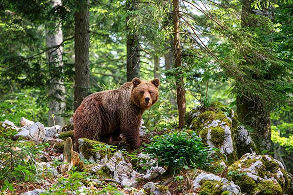 A bear looks at the viewer through vegetation in nature.