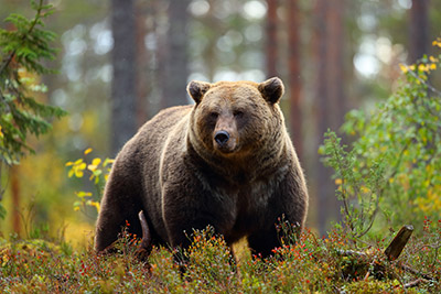 A picture of a bear in the forest