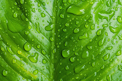 Water droplets on a bright green leaf