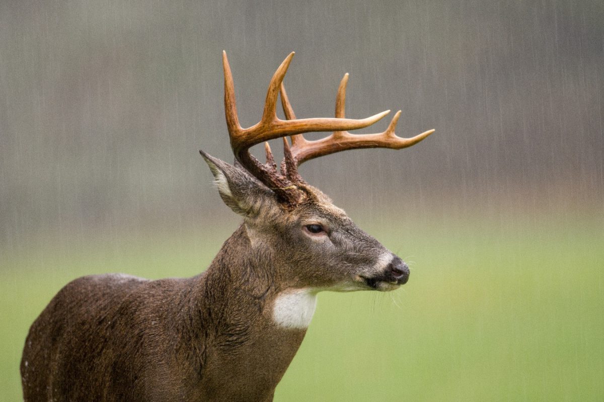 4 Tips for Bow Hunting in the Rain