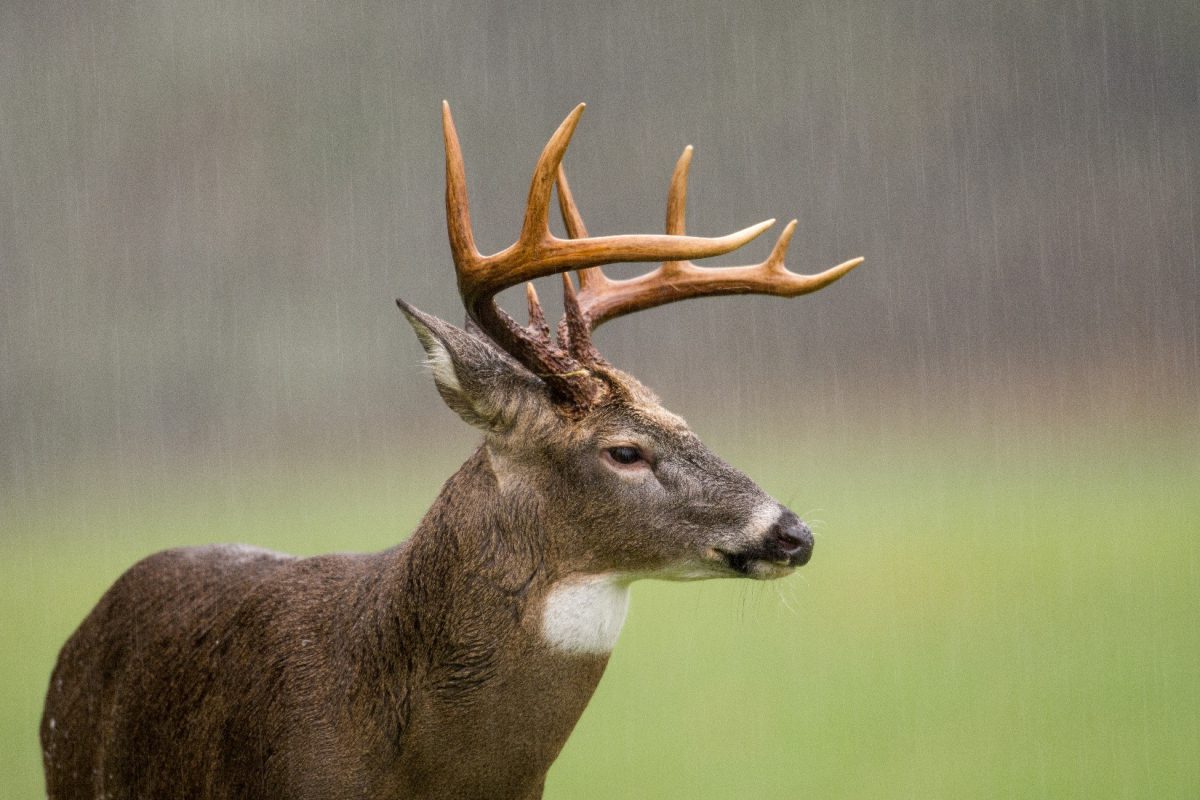 Deer in the rain