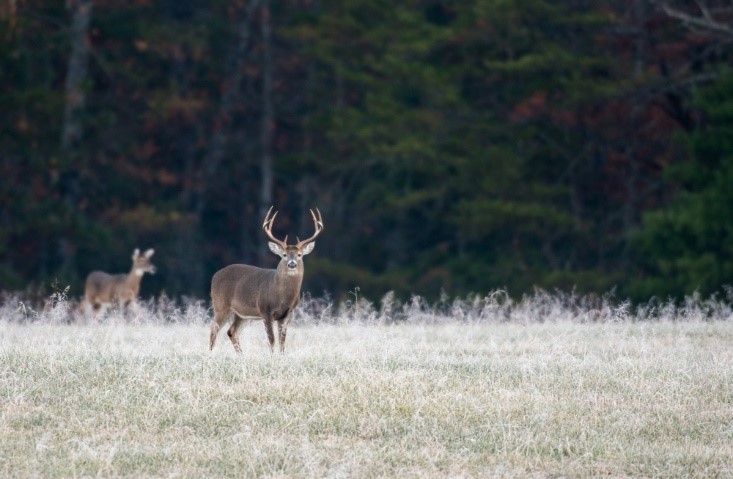 Buck and doe standing in an open field during deer hunting season