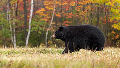 A black bear walks across a field in an autumn nature scene