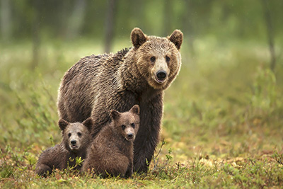 An image of a bear and two bear cubs