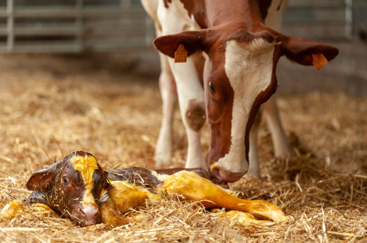 Mother cow and calf in barn