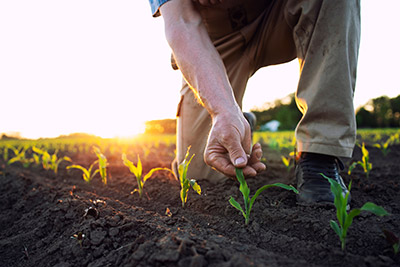 a field worker checking his crop