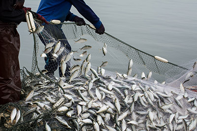 Two fishermen catching many fish with their net