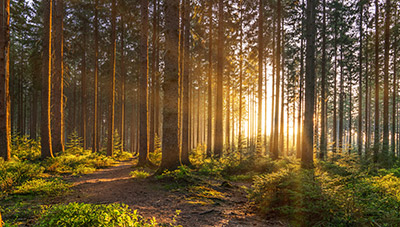 An image of the woods in the early morning, with the sun peeking in through the trees