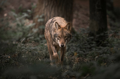 A wolf is walking through the woods